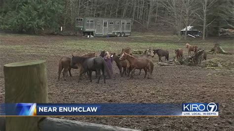 enumclaw horse incident|Affaire sexuelle du cheval dEnumclaw — Wikipédia